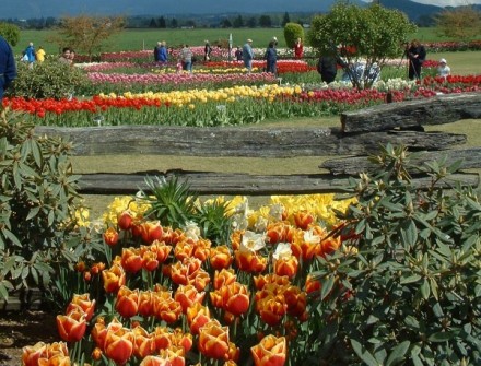 tulips01.jpg