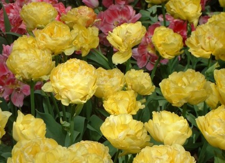 tulips05.jpg