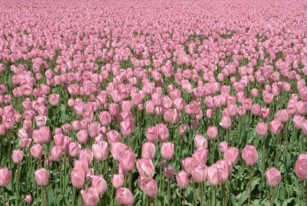 tulips06.jpg