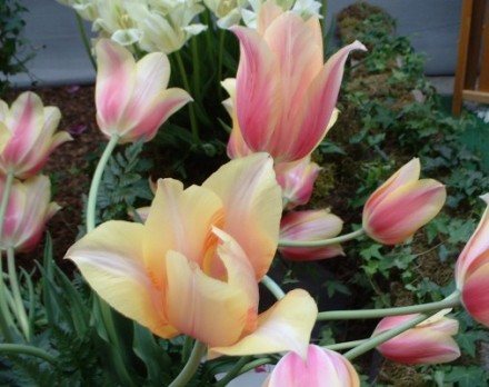 tulips09.jpg