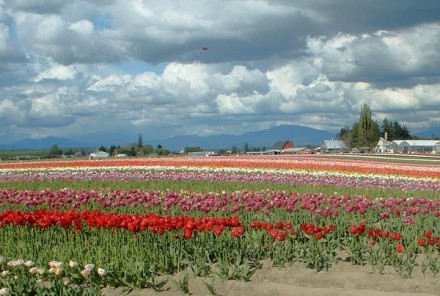 tulips10.jpg