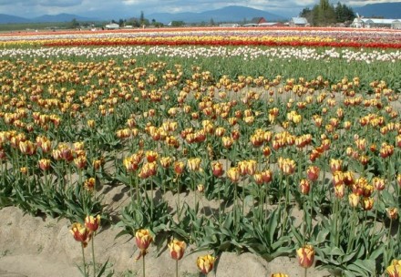 tulips11.jpg