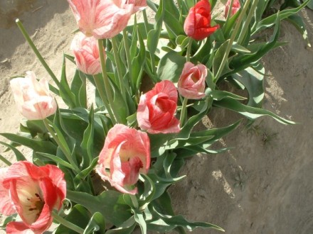 tulips13.jpg