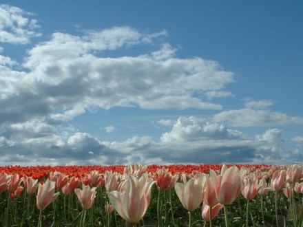 tulips15.jpg
