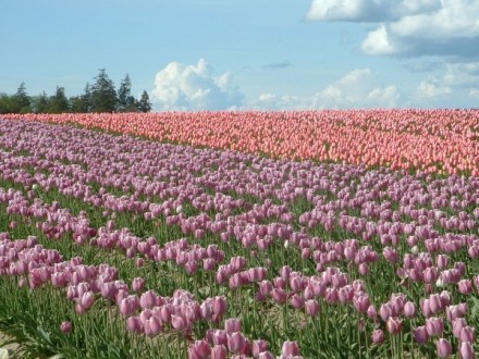 tulips16.jpg